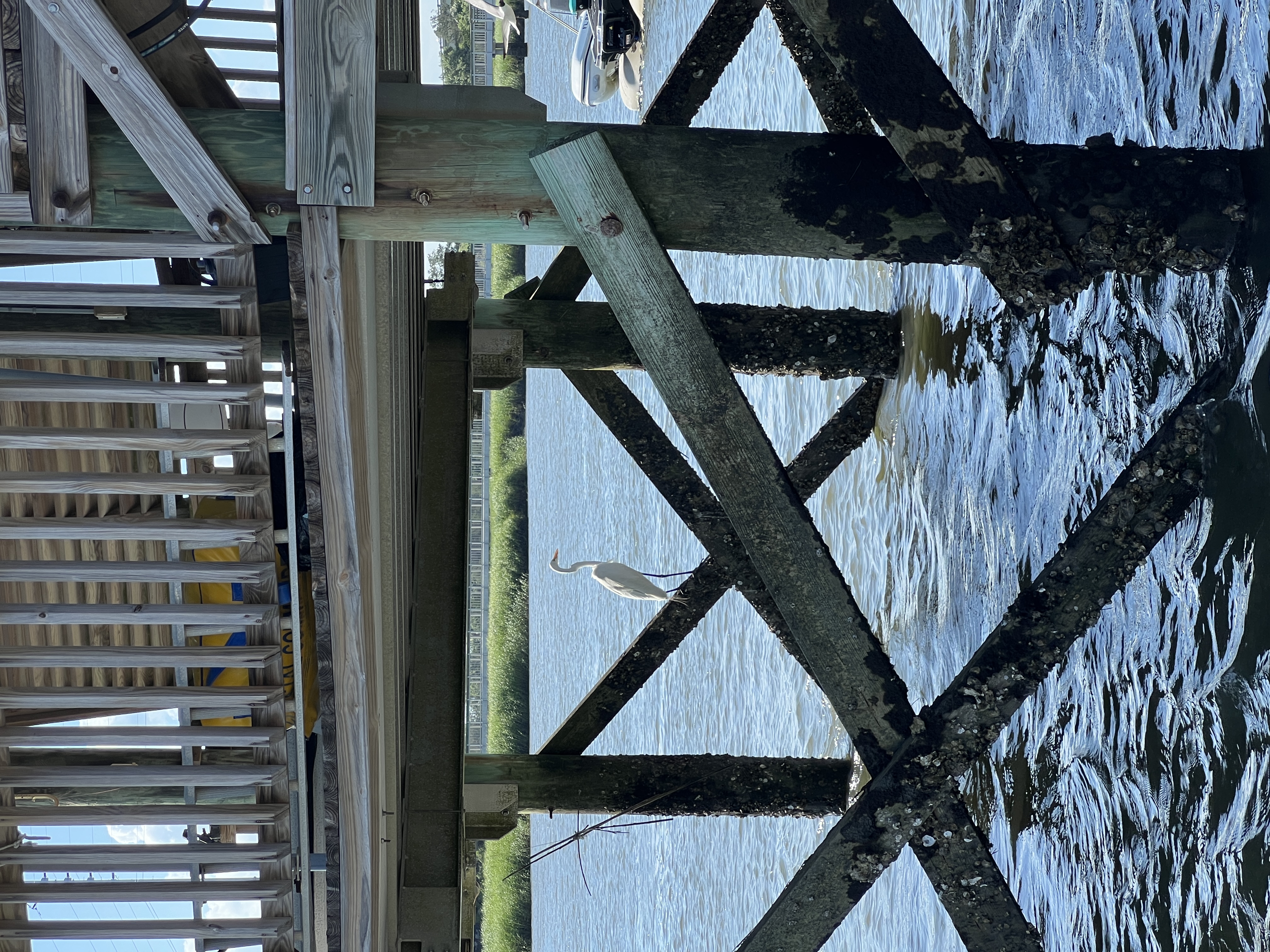 ./2025/06 - Savannah/IMG_5892.JPG